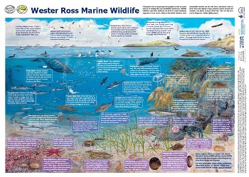 Of features shown on this poster, only maerl beds and flameshell beds will get additional protection