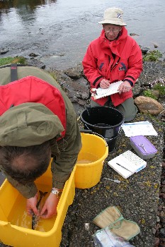 Counting sea lice at Poolewe