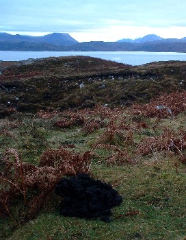 Mole hills by Mellon Udrigle in December 2007. Are moles and earthworms still present here?