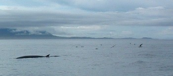 Minke whales have been regularly seen to the west of Gailoch