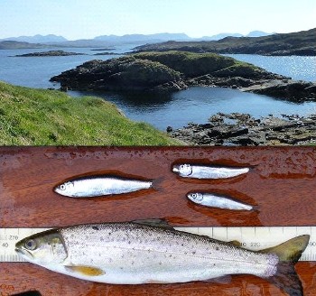 Wester Ross coastal sea, sprats and a well fed finnock (top photo by Hamish Allen)