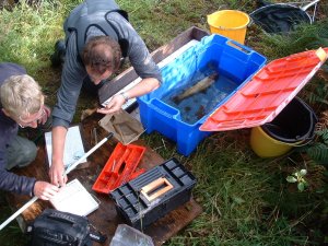 Recording fish details at Tournaig