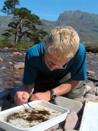 Sorting a kick sample of invertebrate larvae by the Grudie River near Loch Maree