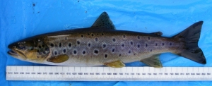 Have a measure in place and camera ready to take the photo BEFORE you take the trout out of water Have a measure in place and camera ready to take the photo BEFORE you take the trout out of water