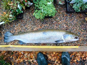 An escaped farm salmon