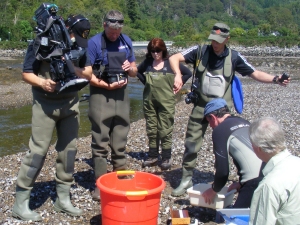 Processing a sample of sea trout