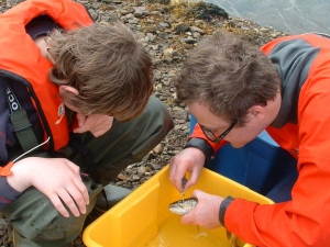 Tagging a sea trout