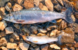 Two sub-species of arctic charr are found in Loch Maree