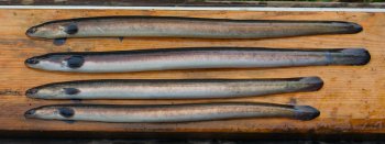 Silver eels caught on their way to sea in October (Ben Rushbrooke)