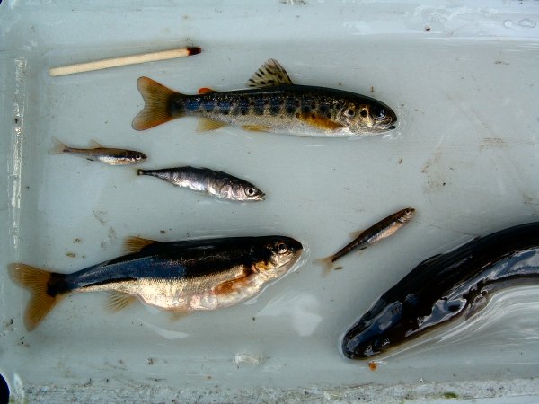 Wester Ross Fisheries Trust :: Minnow (Phoxinus phoxinus)