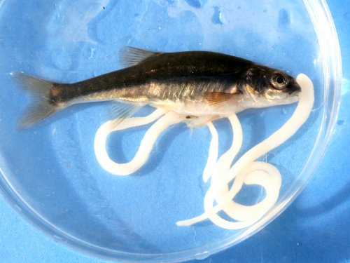 Wester Ross Fisheries Trust :: Minnow (Phoxinus phoxinus)