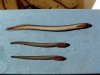 Brook lamprey (top) and Sea lamprey (below) [click to enlarge]