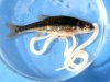Many of the minnows in Loch Maree are infected with tapeworms [click to enlarge]
