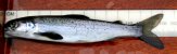 A salmon smolt (Ben Rushbrooke) [click to enlarge]