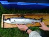 A grilse with predator damage (Ben Rushbrooke) [click to enlarge]