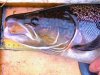 The head of a cock salmon (Ben Rushbrooke) [click to enlarge]