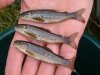 Salmon fry and trout fry [click to enlarge]