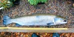 An escaped farm salmon (Ben Rushbrooke) [click to enlarge]