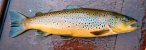 A Fionn Loch trout [click to enlarge]