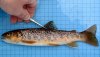 Garbhaig falls trout (Steve Kett) [click to enlarge]