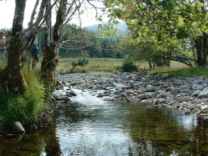 Alder trees along stream banks