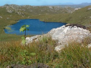 Trout lochs in the new woodland 