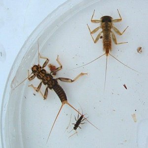 Stonefly larvae and mayfly larvae