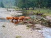 Unstable habitat in the Ullapool River headwaters [click to enlarge]