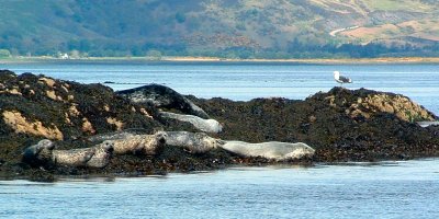 Grey seals and Common seals on their haul out near Kyle Rhea Grey seals and Common seals on their haul out near Kyle Rhea