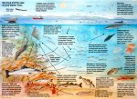 Sea trout and the seas around Wester Ross [click to enlarge]