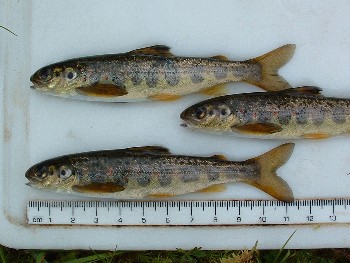 One year old salmon parr stocked as fry into the Bruachaig River