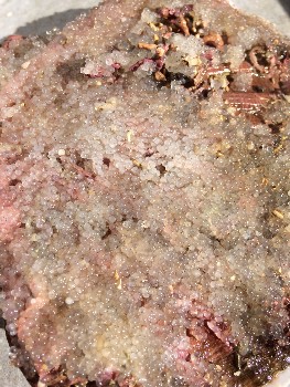 Eyed herring eggs on a scallop shell (photo by Alasdair Hughson)