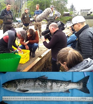 Counting sea lice on a sea trout sampled from Flowerdale estuary on 1st May 2019