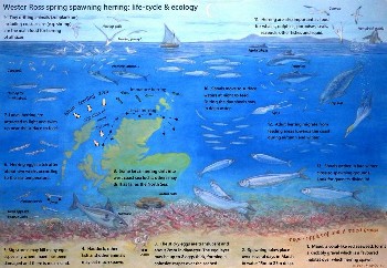 Wester Ross Herring Life Cycle Poster draft