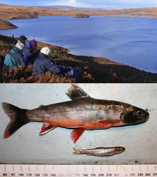 Loch a' Bhaid Luachraich and charr (adult and fry) taken on 8 Nov 2012 (Charr photo: Oliver Hooker)