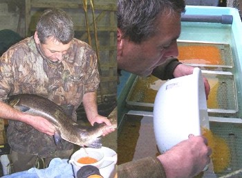 Neil Morrison stipping a large hen salmon and placing eggs in hatchery trays at Coulin.