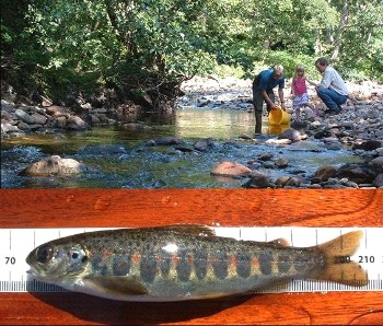 This fish was found in the Dundonnell River in 2008. Do you know what it is?