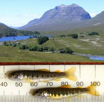 WRFT electro-fishing team in the River Ewe headwaters; trout and salmon (below) fry, July 2011