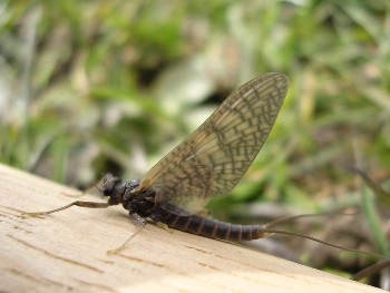 March brown (Rithrogena germanica) Photo copyright Craig Macadam