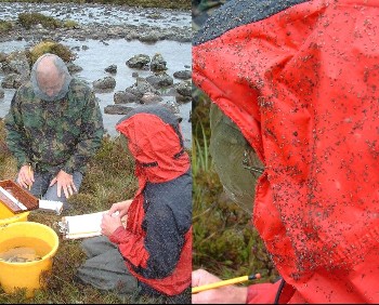 Garry Bulmer and David Mullaney record electro-fishing catch details by the Little Gruinard River.