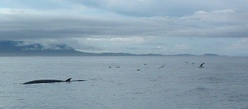 Minke whales have been regularly seen to the west of Gailoch Minke whales have been regularly seen to the west of Gailoch