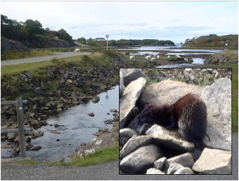 The mink & the burn mouth near Culduie (photos by Ben Rushbrooke)