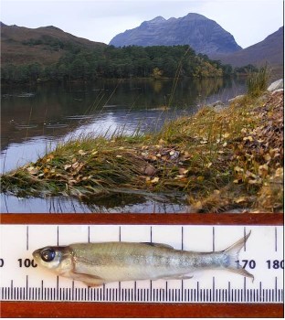 Loch Clair, at the top of the A' Ghairbhe; and a minnow taken from the loch. Loch Clair, at the top of the A' Ghairbhe; and a minnow taken from the loch.