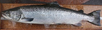 Escaped farm salmon, recognised by scale reading, Tournaig August 2008 (Ben Rushbrooke).