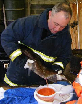 Simon Stewart of Coulin Estate stripping eggs from a salmon Simon Stewart of Coulin Estate stripping eggs from a salmon