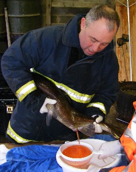 Simon Stewart of Coulin Estate stripping eggs from a salmon