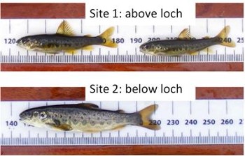 Salmon fry from above and from below the loch at Tournaig