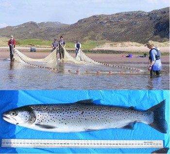 Sweep netting Mungasdale Bay 23 May 2012, and the only sea trout caught.