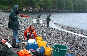 Processing the sweep net catch from Boor Bay by Poolewe