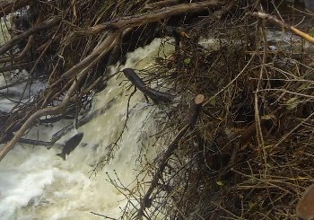 Most trout were seen clearing this waterfall; so the brash dam was left more or less intact.